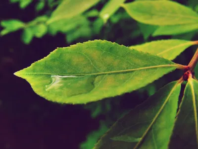 General 3648x2736 Abstract Abstract Wallpaper 4K 3648x2736 Wallpaper, General, 3648x2736, Brown, Green, Landscape, QHD