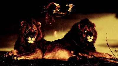 Crisp Two Wallpaper Animals Wallpaper 4K 1920x1080 Hd, Desktop, Wallpaper:, Featuring, Two, Majestic, Lions, Under, Fiery, Sky, Silhouette, Musician, Purple, Orange, Ultrawide, Full HD