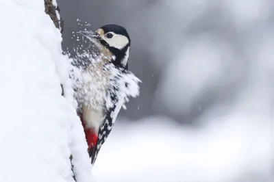 Woodpecker Snowy Tree Nature Wallpaper 4K 2048x1365 Woodpecker, On, Snowy, Tree, White, Ultrawide, Full HD