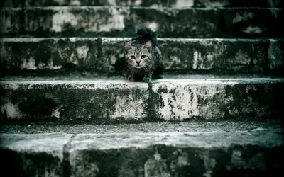 Small Cat Perched Animals Wallpaper 4K 1920x1200 Hd, Wallpaper, Featuring, A, Small, Cat, Perched, On, Weathered, Stone, Steps, Providing, Gray, Ultrawide, Full HD