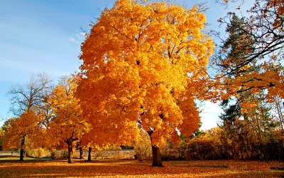 Bold Vibrant Wallpaper Nature Wallpaper 4K 1920x1200 Vibrant, Autumn, Trees, Display, Brilliant, Orange, Foliage, Against, Clear, Blue, Sky, Capturing, Brown, White, Ultrawide, Full HD