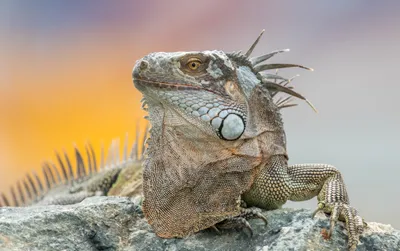 Misty Close Wallpaper Animals Wallpaper 4K 4141x2598 Close-up, Of, An, Iguana, Reptile, Animal, Perched, On, Rock, Showing, Textured, Scales, Gray, Ultrawide, 4k