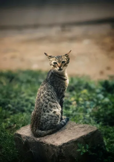 Moody Serene Wallpaper Wallpaper 4K, Animals category