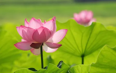 Pink Lotus Bloom Large Green Nature Wallpaper 4K 1920x1200 Pink, Lotus, Bloom, Against, Large, Green, Leaves, Desktop, Serene, Nature, Scene, Gray, Yellow, Ultrawide, Full HD