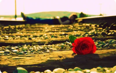 Dark Emo Themed Depicting Red Black/Dark Wallpaper 4K 1920x1200 A, Dark, Emo-themed, Hd, Pc, Wallpaper, Depicting, Red, Rose, Resting, Railroad, Tracks, White, Ultrawide, Full HD