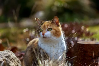 Serene Close Wallpaper Animals Wallpaper 4K 2048x1365 Hd, Desktop, Wallpaper, Featuring, A, Close-up, Of, Cat, Sharp, Focus, Blurred, Bokeh, Gray, Ultrawide, Full HD