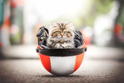 Golden Helmet Wallpaper Animals Wallpaper 4K 1920x1280 Helmet, Depth, Of, Field, Kitten, Baby, Animal, Cat, Desktop, White, Landscape, Full HD