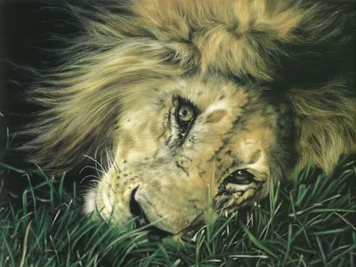 Close Lion Resting Tall Grass Animals Wallpaper 4K 2000x1500 A, Close-up, Of, Lion, Resting, In, Tall, Grass, Showcasing, Expressive, Eyes, Majestic, Gray, Landscape, Full HD