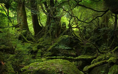 Dense Lush Green Forest Moss Nature Wallpaper 4K 1920x1200 Hd, Pc, Desktop, Wallpaper, Showcasing, A, Dense, Lush, Green, Forest, Moss-covered, Trees, Brown, Ultrawide, Full HD