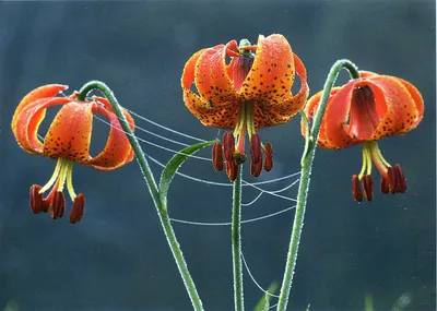 Vibrant Tiger Lily Orange Petals Animals Wallpaper 4K 1873x1335 A, Vibrant, Tiger, Lily, With, Striking, Orange, Petals, Dew-covered, Surfaces, Surrounded, Delicate, Brown, Landscape