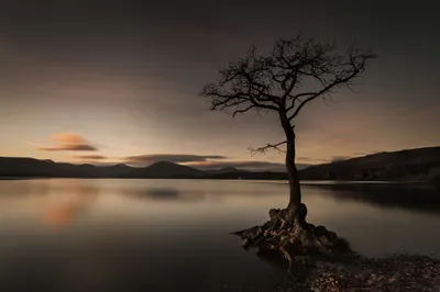 Solitary Tree Lakeshore Dusk Nature Wallpaper 4K 2048x1365 Hd, Wallpaper, Of, A, Solitary, Tree, On, Lakeshore, Dusk, Calm, Waters, Reflecting, Gray, Ultrawide, Full HD