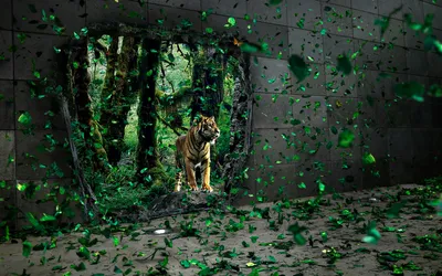 Tiger Standing Broken Wall Opening Animals Wallpaper 4K 1680x1050 Hd, Desktop, Wallpaper:, Of, A, Tiger, Standing, At, Broken, Wall, Opening, Forest, Brown, Ultrawide