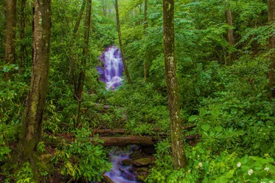 Green Forest Cascading Nature Wallpaper 4K 2560x1707 Green, Forest, With, A, Cascading, Waterfall, And, Stream, Flowing, Past, Mossy, Log, Brown, Landscape, QHD