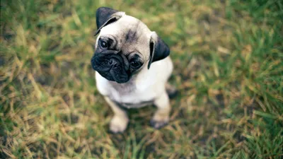 Golden Pug Wallpaper Abstract Wallpaper 4K 1920x1080 Hd, Desktop, Wallpaper, Featuring, A, Pug, Sitting, On, Grass, Looking, Big, Eyes, White, Ultrawide, Full HD