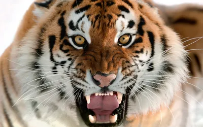 Close Fierce Tiger Open Mouth Animals Wallpaper 4K 2880x1800 Hd, Desktop, Wallpaper, Featuring, A, Close-up, Image, Of, Fierce, Tiger, Open, Mouth, Gray, Ultrawide, QHD