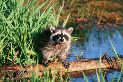 Charming Raccoon Explores Lush Nature Wallpaper 4K 3072x2048 A, Charming, Raccoon, Explores, The, Lush, Greenery, By, Water, 039, Edge, Captured, Gray, Pink, Landscape, QHD