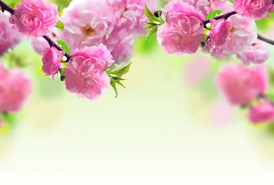 Vivid Vibrant Wallpaper Nature Wallpaper 4K 6000x4056 A, Vibrant, 4k, Ultra, Hd, Wallpaper, Featuring, Delicate, Pink, Blossoms, Against, Soft, White, Landscape