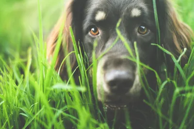 Close Grass Dog Animal Animals Wallpaper 4K 2048x1365 Close-up, Grass, Dog, Animal, Australian, Shepherd, Hd, Desktop, White, Pink, Ultrawide, Full HD