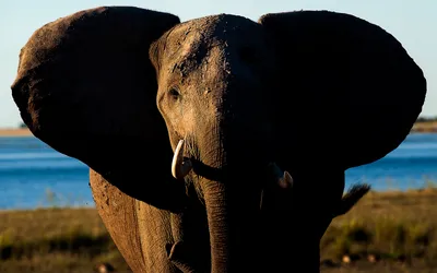 Animal African Bush Animals Wallpaper 4K 1920x1200 Animal, African, Bush, Elephant, Hd, Desktop, Wallpaper, White, Ultrawide, Full HD