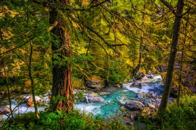 Radiant Vibrant Wallpaper Nature Wallpaper 4K 2048x1365 A, Vibrant, Green, Forest, With, Tall, Trees, And, Clear, Blue, Stream, Flowing, Brown, Ultrawide, Full HD