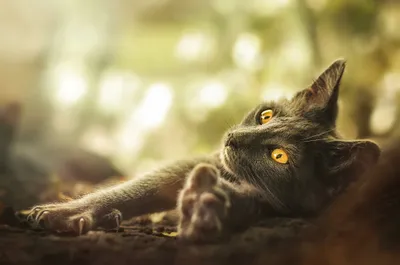 Vivid Black Wallpaper Animals Wallpaper 4K 2000x1325 Hd, Pc, Desktop, Wallpaper, Of, A, Black, Cat, Close-up, Relaxed, Feline, White, Ultrawide, Full HD