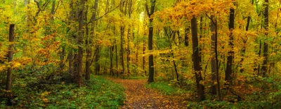 Serene Forest Wallpaper Nature Wallpaper 4K 6144x2403 Path, Forest, Nature, Fall, Hd, Desktop, Wallpaper, Brown, Yellow, Ultrawide, 4k