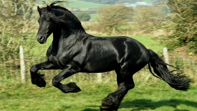 Majestic Friesian Horse Galloping Animals Wallpaper 4K 1920x1080 Hd, Wallpaper, Featuring, A, Majestic, Friesian, Horse, Galloping, Across, Lush, Landscape, Showcasing, Gray, Ultrawide, Full HD