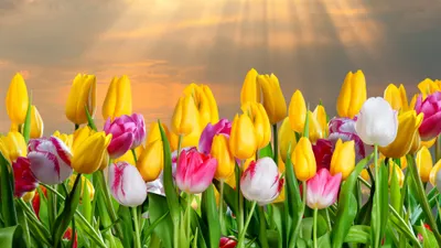 Vibrant Display Yellow Pink White Nature Wallpaper 4K 3840x2160 A, Vibrant, Display, Of, Yellow, Pink, And, White, Tulips, Basking, Sunshine!!, Set, Gray, Ultrawide, 4k