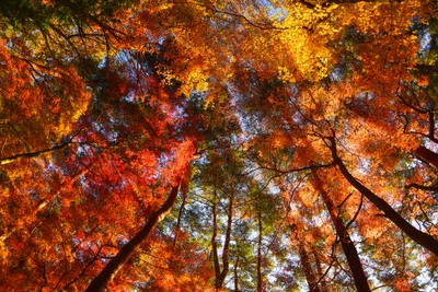 Bright Vibrant Wallpaper Nature Wallpaper 4K 4500x3004 Vibrant, Fall, Treetops, In, Rich, Red, Orange, And, Yellow, Hues, Stretch, Toward, Brown, Landscape, 4k