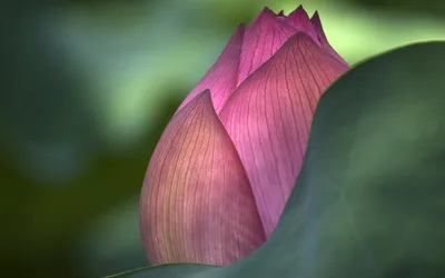 Close Pink Lotus Flower Bud Nature Wallpaper 4K 2560x1600 A, Close-up, Of, Pink, Lotus, Flower, Bud, Nestled, Among, Green, Leaves, Showcasing, Gray, Ultrawide, QHD