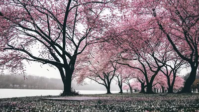 Vibrant General Wallpaper Abstract Wallpaper 4K 1920x1080 Wallpaper, General, 1920x1080, White, Ultrawide, Full HD