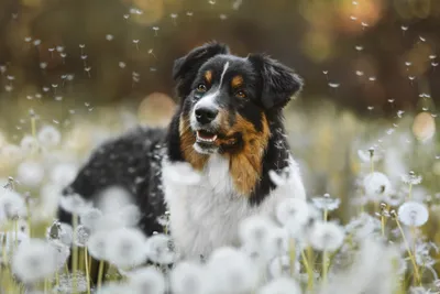 Dandelion Animal Australian Shepherd Animals Wallpaper 4K 6144x4096 Dandelion, Animal, Australian, Shepherd, Hd, Desktop, Wallpaper, Gray, White, Landscape, 4k