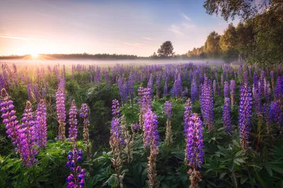 Calm Vibrant Wallpaper Nature Wallpaper 4K 2048x1365 Hd, Desktop, Wallpaper, Showing, A, Vibrant, Field, Of, Purple, Lupine, Flowers, Sunrise, Gray, Ultrawide, Full HD