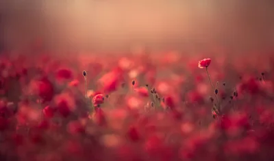 Serene Summer Wallpaper Nature Wallpaper 4K 2000x1181 Summer, Red, Flower, Nature, Poppy, Hd, Desktop, Pink, Purple, Gray, Ultrawide, Full HD