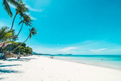 Photography Pristine Beach Nature Wallpaper 4K 6000x4000 4k, Ultra, Hd, Photography, Of, A, Pristine, Beach, Tall, Palm, Trees, White, Landscape