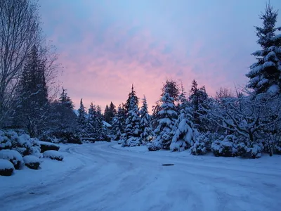 Serene Winter Landscape Snow Covered Nature Wallpaper 4K 2048x1536 A, Serene, Winter, Landscape, Featuring, Snow-covered, Trees, And, Soft, Pastel, Sky, Creating, Pink, Gray, Full HD