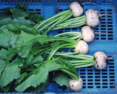 Dreamy Fresh Wallpaper Abstract Wallpaper 4K 1920x1536 Hd, Pc, Desktop, Wallpaper:, Featuring, Fresh, Turnips, With, Green, Leaves, Arranged, Blue, White, Red, Square, Full HD