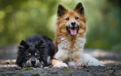 Animal Dog Animals Animals Wallpaper 4K 1920x1200 Animal, Dog, Hd, Desktop, Wallpaper, Background, Image, Gray, Ultrawide, Full HD
