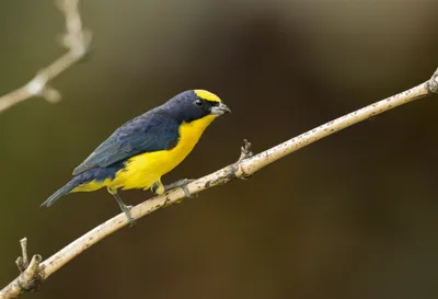 Vibrant Animal Wallpaper Animals Wallpaper 4K 2048x1400 Animal, Bird, Hd, Desktop, Wallpaper, Background, Image, Yellow, Gray, White, Landscape, Full HD