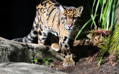 Dreamy Clouded Wallpaper Nature Wallpaper 4K 1920x1200 Hd, Pc, Desktop, Wallpaper, Featuring, A, Clouded, Leopard, Walking, Rocks, Amid, Greenery, Gray, Ultrawide, Full HD