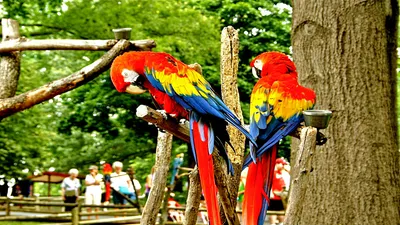 Golden Animal Wallpaper Animals Wallpaper 4K 1920x1080 Animal, Scarlet, Macaw, Hd, Desktop, Wallpaper, Background, White, Gray, Red, Ultrawide, Full HD
