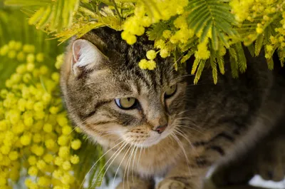Cat Nestled Among Animals Wallpaper 4K 2048x1356 Hd, Desktop, Wallpaper, Of, A, Cat, Nestled, Among, Vibrant, Yellow, Flowers, Exuding, Brown, Gray, Ultrawide, Full HD