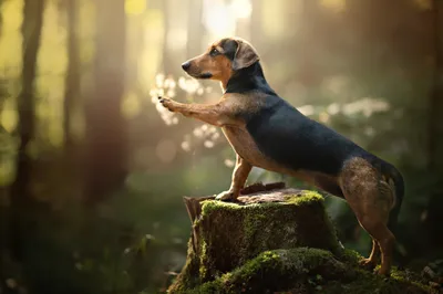 Dachshund Dog Animal Standing Front Animals Wallpaper 4K 2048x1365 Hd, Pc, Desktop, Wallpaper, Of, A, Dachshund, Dog, Animal, Standing, Front, Brown, Gray, Ultrawide, Full HD