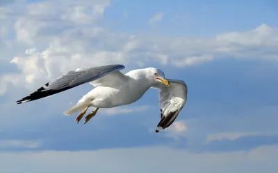 Animal Seagull Animals Animals Wallpaper 4K 1680x1050 Animal, Seagull, Hd, Desktop, Wallpaper, Background, Image, Gray, Ultrawide