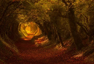 Vibrant Depicting Tunnel Nature Wallpaper 4K 2048x1400 A, Vibrant, Hd, Desktop, Wallpaper:, Depicting, Tunnel-like, Forest, Path, Fall, Trees, Leaves, Brown, Landscape, Full HD