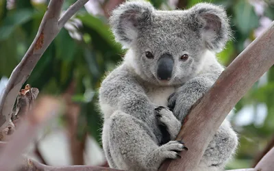 Dark Koala Wallpaper Nature Wallpaper 4K 1920x1200 Hd, Desktop, Wallpaper, Featuring, A, Koala, Clutching, Tree, Branch, Captured, Amidst, Lush, Gray, Ultrawide, Full HD