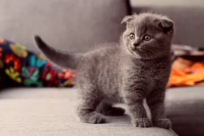 Playful Gray Kitten Stands Couch Abstract Wallpaper 4K 2560x1707 A, Playful, Gray, Kitten, Stands, On, Couch, Ears, Perked, Eyes, Wide, Surrounded, White, Landscape, QHD
