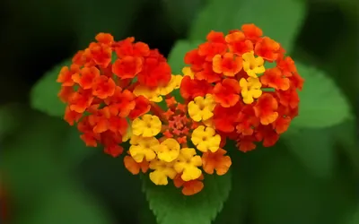 Dreamy Vibrant Wallpaper Nature Wallpaper 4K 2880x1800 Vibrant, Red, And, Yellow, Flowers, Form, A, Heart, Shape, Against, Lush, Green, Ultrawide, QHD