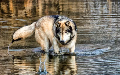 Dark Wolf Wallpaper Animals Wallpaper 4K 2560x1600 Hd, Wallpaper, Of, A, Wolf, Standing, In, Serene, Body, Water, Surrounded, Natural, Gray, Ultrawide, QHD