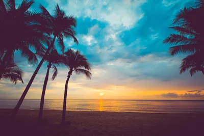 Dreamy Depicting Wallpaper Nature Wallpaper 4K 6000x4000 Hd, Desktop, Wallpaper, Depicting, A, Serene, Ocean, View, Sunset, Palm, Trees, Silhouetted, Yellow, Brown, Red, Landscape, 4k